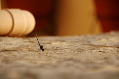 Close-up of insect on wood