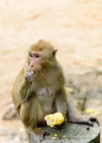 Close-up of monkey sitting outdoors