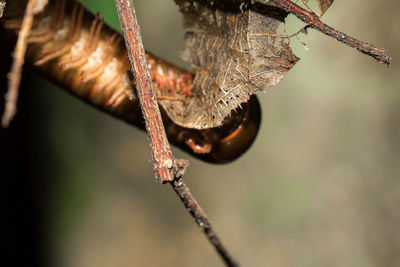 Millipede legs are on the branches. millipedes have segments, each with two pairs of legs