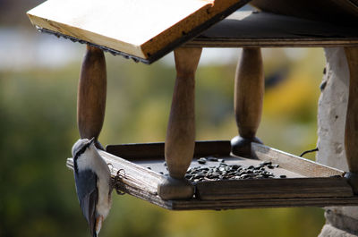 Close-up of bird perching on wooden table