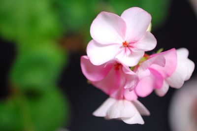 Close-up of pink flower