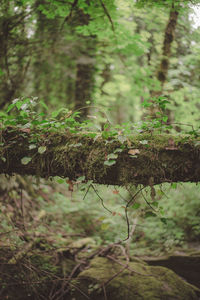 Close-up of mushroom growing in forest