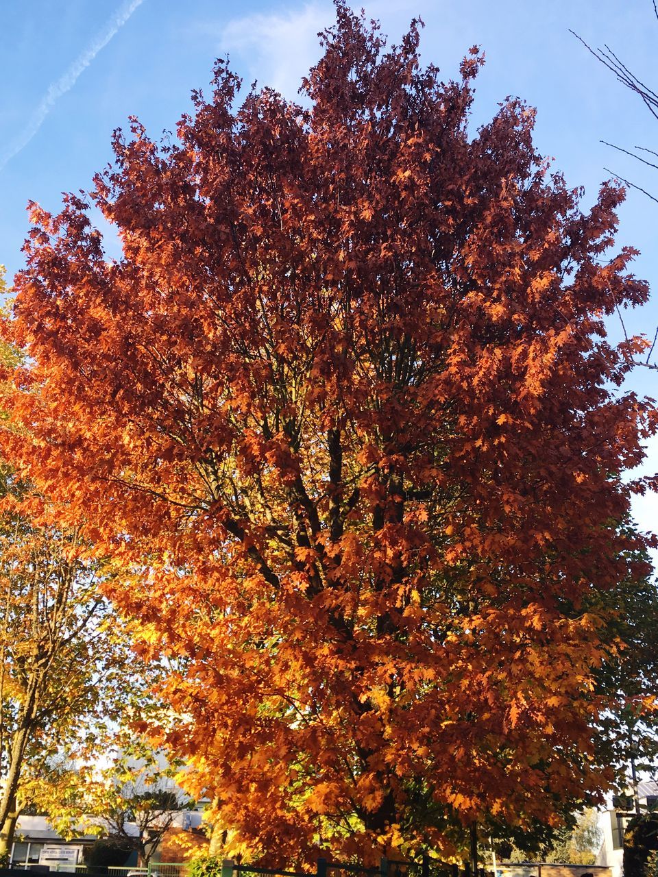 LOW ANGLE VIEW OF TREE AGAINST SKY