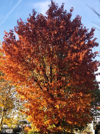 Low angle view of tree against orange sky