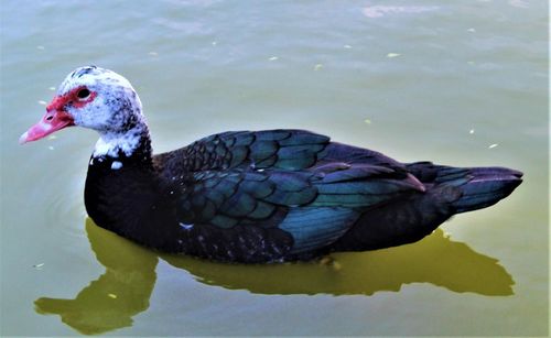 Close-up of duck swimming in lake