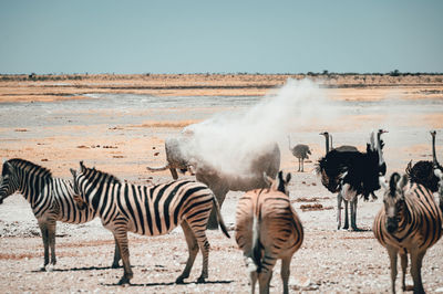 Zebras on field against clear sky