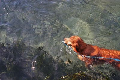 High angle view of dog in lake