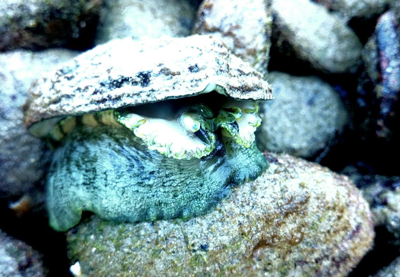 close-up, rock - object, water, nature, sea life, underwater, high angle view, animal themes, reptile, stone - object, wildlife, focus on foreground, selective focus, textured, animals in the wild, frog, day, one animal, outdoors, fish