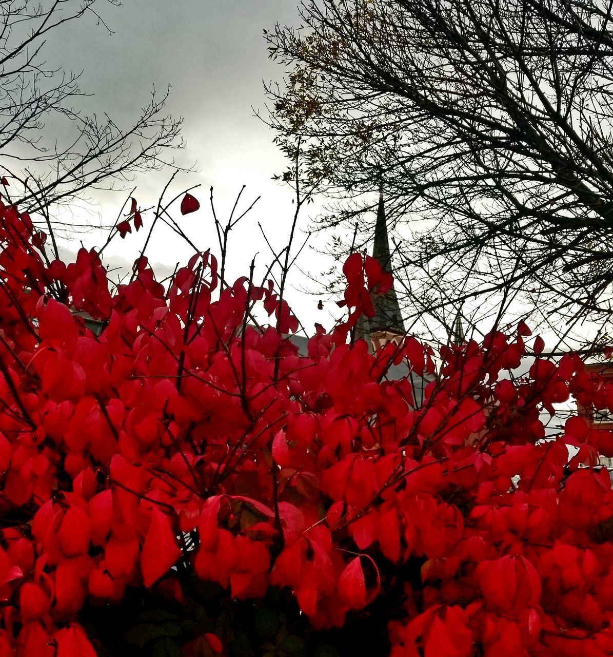 LOW ANGLE VIEW OF RED FLOWERING PLANT