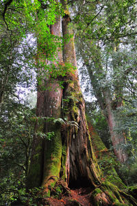 Low angle view of trees growing in forest