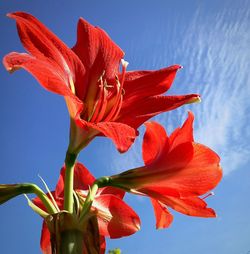 Close-up of lily blooming against sky