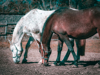 Side view of horse in ranch