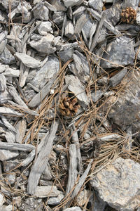 High angle view of dried leaves on ground