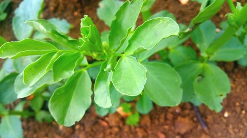 Close-up of fresh green plant