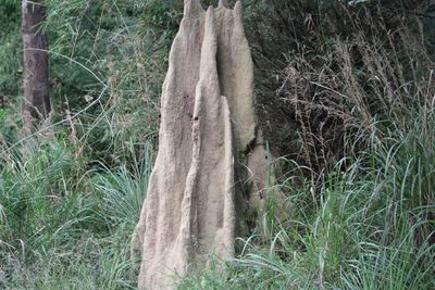 Close-up of bamboo trees in forest