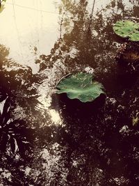 Close-up of leaf floating on water