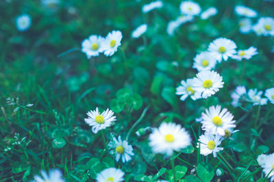 Close-up of white daisy blooming in field