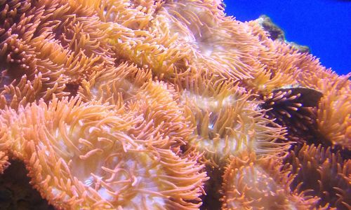 Close-up of coral underwater