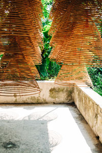 Plants growing outside building