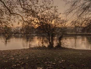 Bare trees against sky during sunset