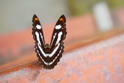 Beautiful butterflies cling to the edge of the fence.