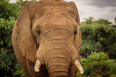 Close-up of elephant on landscape