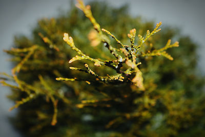 Close-up of fresh green plant