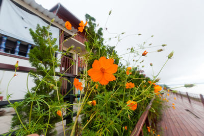 Orange flowers in front of house