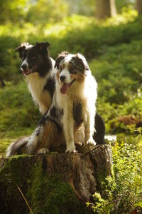 Portrait of dog on rock