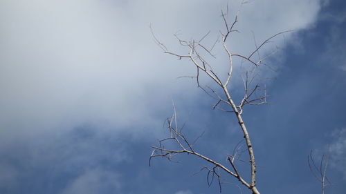 Low angle view of bare tree against sky