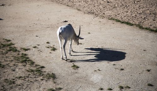 View of a horse on field