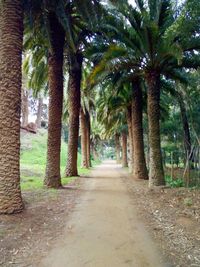 Palm trees in park