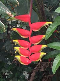 Close-up of red flower growing on tree