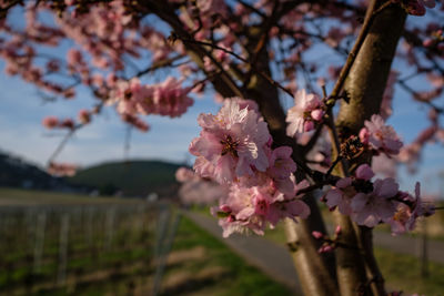 Close-up of pink flowers on tree