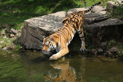 Tiger in a lake at zoo