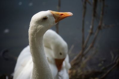 Close-up of swan