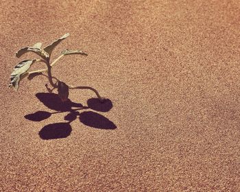 High angle view of shadow on sand