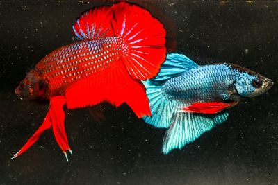 Close-up of fish swimming in sea