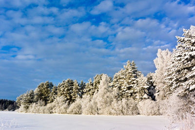 Low angle view of snow covered trees against sky