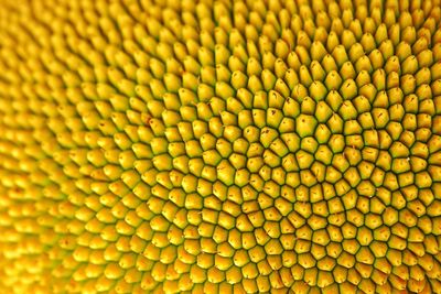 Full frame shot of yellow flower