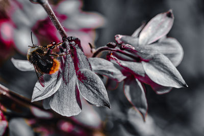 Close-up of bee pollinating flower