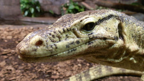 Close-up of lizard