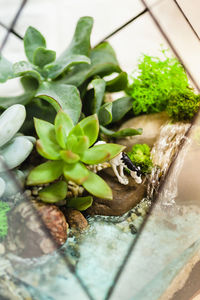 High angle view of leaves in potted plant