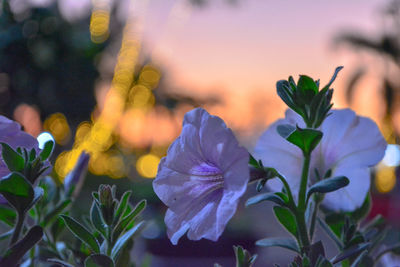 Close-up of purple flowering plant