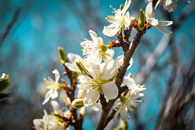 Close-up of cherry blossoms in spring