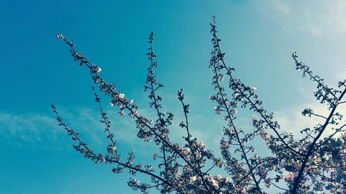 Low angle view of tree against sky