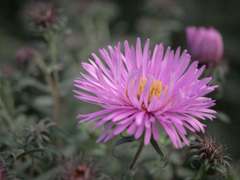 Close-up of pink flower