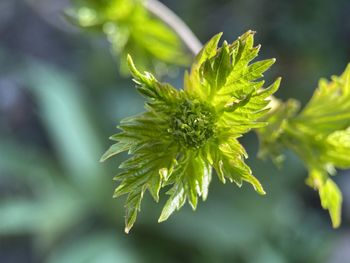 Close-up of green leaves