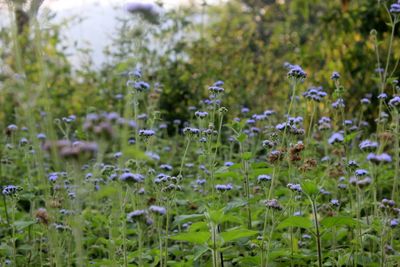 Close up of purple flowers blooming in field