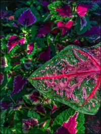 Close-up of wet plants